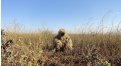 Маскировочный халат Taganrog Друид – купить по цене 3500 руб. в интернет-магазине в городе Иваново картинка 17